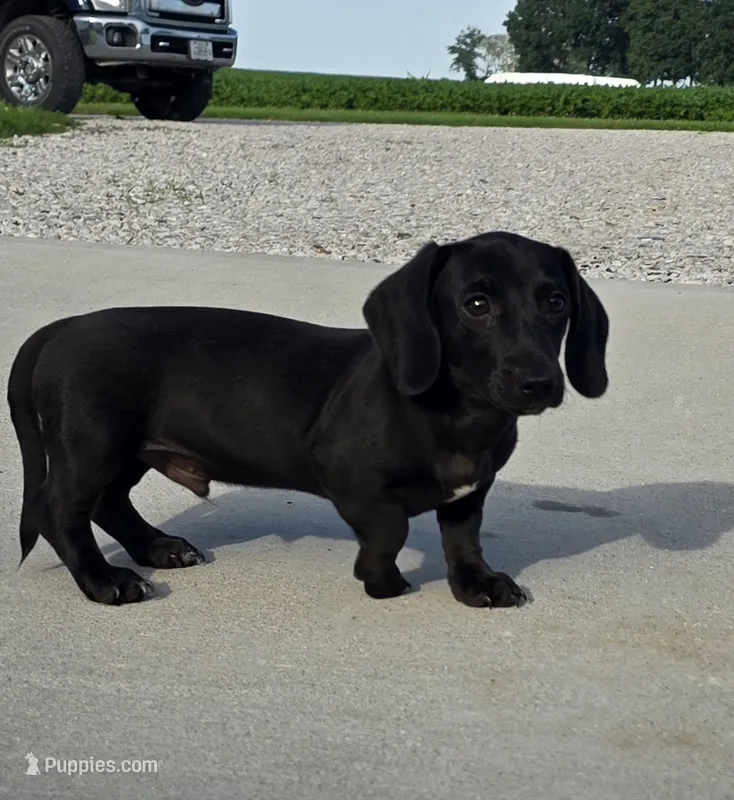 Remington  – Miniature Dachshund puppy for sale in Vandalia, IL