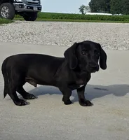 Remington , a male Miniature Dachshund for sale in Vandalia, IL – 1 of 1
