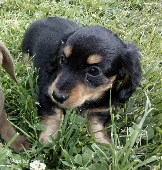 Lulu – Miniature Dachshund puppy for sale in Vandalia, IL