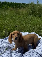 Jack, a male Miniature Dachshund for sale in Vandalia, IL – 4 of 4