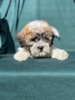 Lilac, a female Bichon Frise and Shih Tzu for sale in Vandalia, IL – 2 of 2