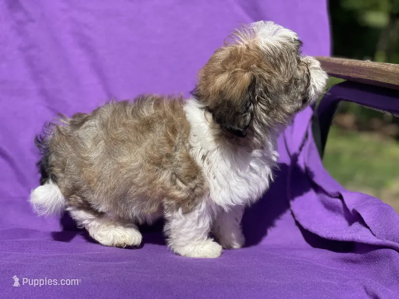 Ivy – Bichon Frise puppy for sale in Vandalia, IL