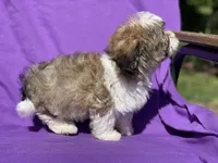 Ivy, a female Bichon Frise for sale in Vandalia, IL – 1 of 2
