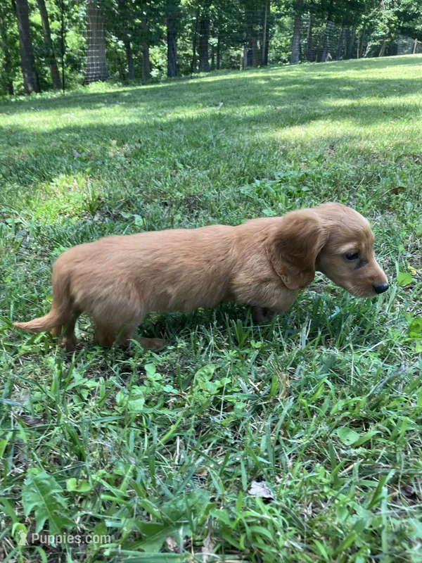 Jack – Miniature Dachshund puppy for sale in Vandalia, IL