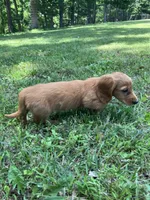 Jack, a male Miniature Dachshund for sale in Vandalia, IL – 1 of 2