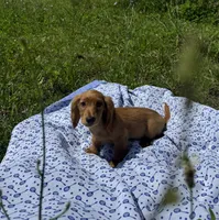 Jack, a male Miniature Dachshund for sale in Vandalia, IL – 1 of 4