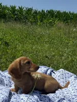 Jack, a male Miniature Dachshund for sale in Vandalia, IL – 2 of 4