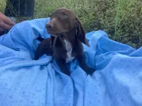 Sam, a male Miniature Dachshund for sale in Vandalia, IL – 2 of 3