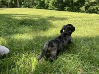 Frank, a male Miniature Dachshund for sale in Vandalia, IL – 2 of 2