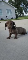 Lucy, a female Miniature Dachshund for sale in Vandalia, IL – 2 of 2