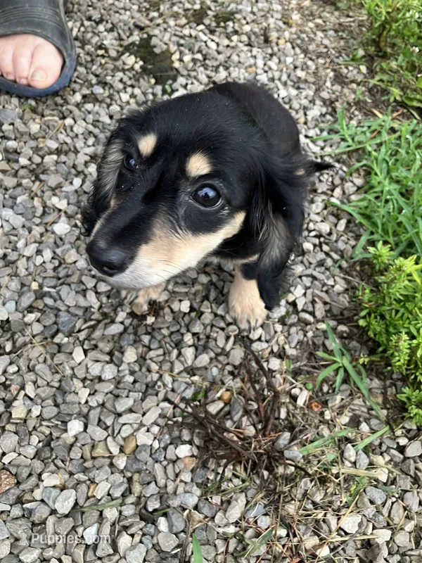 Sadie  – Miniature Dachshund puppy for sale in Vandalia, IL