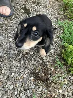 Sadie , a female Miniature Dachshund for sale in Vandalia, IL – 1 of 2