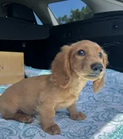 Jack, a male Miniature Dachshund for sale in Vandalia, IL – 3 of 4