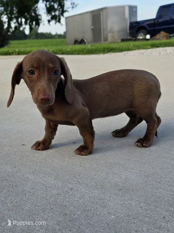 Lucy – Miniature Dachshund puppy for sale in Vandalia, IL