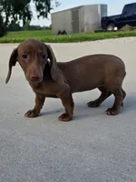 Lucy, a female Miniature Dachshund for sale in Vandalia, IL – 1 of 2