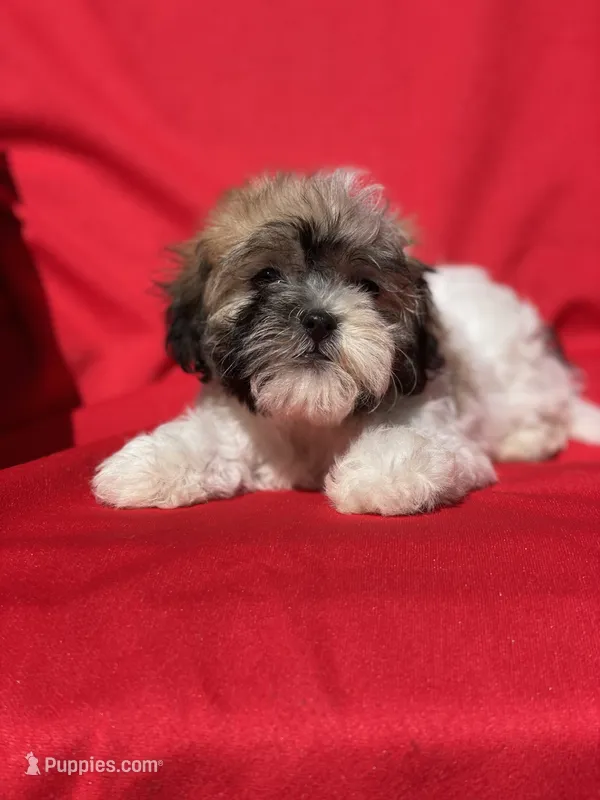 Lana – Bichon Frise puppy for sale in Vandalia, IL