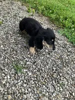 Sadie , a female Miniature Dachshund for sale in Vandalia, IL – 2 of 2