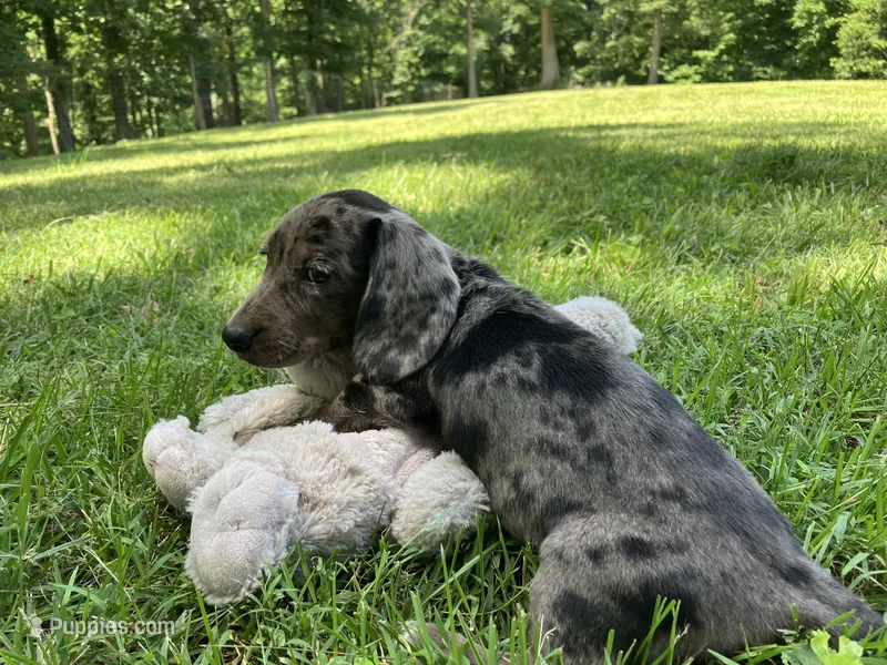 Frank – Miniature Dachshund puppy for sale in Vandalia, IL