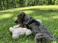 Frank, a male Miniature Dachshund for sale in Vandalia, IL – 1 of 2