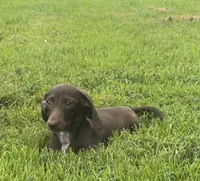 Sam, a male Miniature Dachshund for sale in Vandalia, IL – 3 of 3