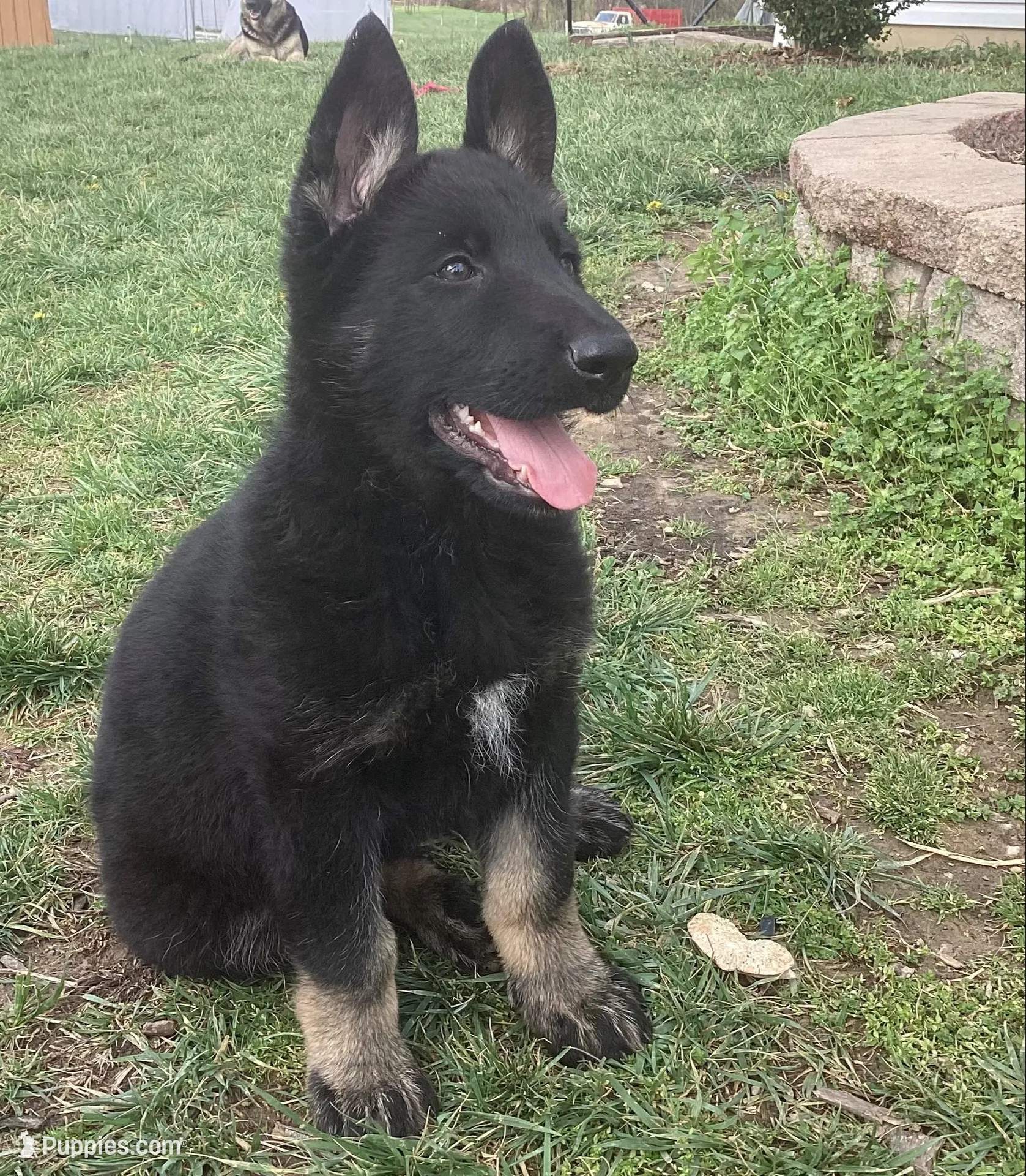 Star – German Shepherd Dog puppy for sale in Vandalia, IL