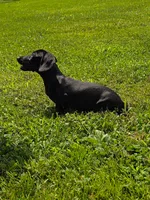 Remington , a male Miniature Dachshund for sale in Vandalia, IL – 2 of 3