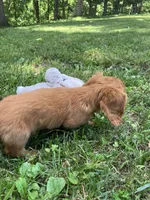 Jack, a male Miniature Dachshund for sale in Vandalia, IL – 2 of 2