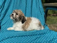 Tom, a male Bichon Frise for sale in Vandalia, IL – 2 of 2