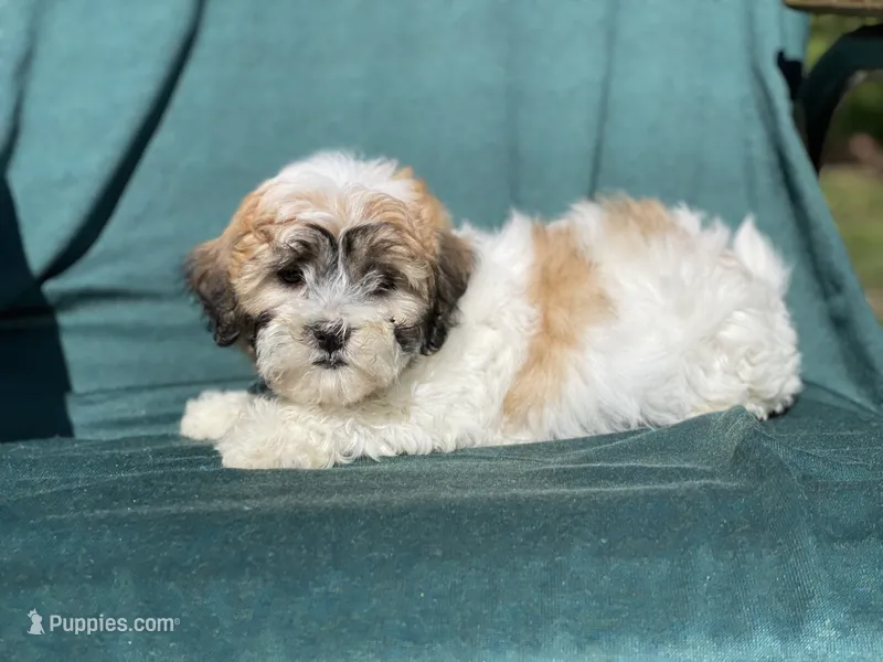 Lilac – Bichon Frise, Shih Tzu puppy for sale in Vandalia, IL
