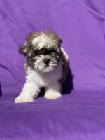 Ivy, a female Bichon Frise for sale in Vandalia, IL – 2 of 2