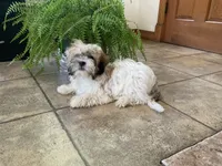Lady, a female Bichon Frise for sale in Vandalia, IL – 2 of 2