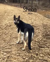 Star, a female German Shepherd Dog for sale in Vandalia, IL – Photo 3 of 3