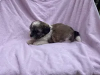 Sadie , a female Bichon Frise and Shih Tzu for sale in Centralia, IL – Photo 4 of 4