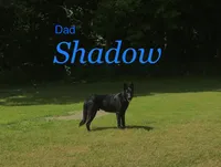 Star, a female German Shepherd Dog for sale in Vandalia, IL – Photo 2 of 3