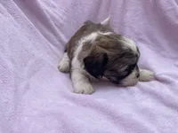 Sadie , a female Bichon Frise and Shih Tzu for sale in Centralia, IL – Photo 3 of 4