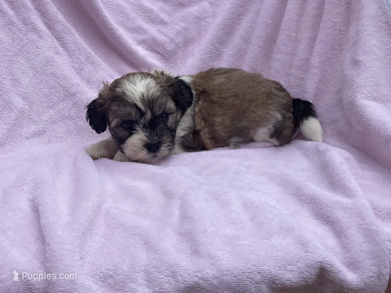 Sadie  – Bichon Frise, Shih Tzu puppy for sale in Centralia, IL