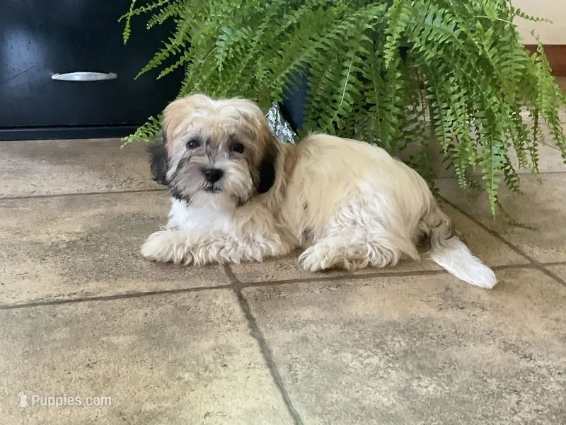 Lady – Bichon Frise puppy for sale in Vandalia, IL