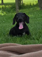 Remington , a male Miniature Dachshund for sale in Vandalia, IL – 3 of 3