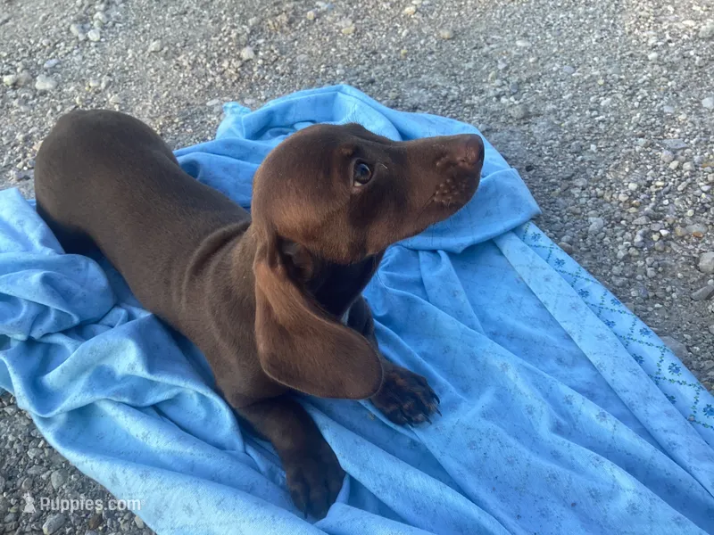 Sam – Miniature Dachshund puppy for sale in Vandalia, IL