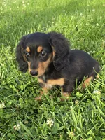 Lulu, a female Miniature Dachshund for sale in Vandalia, IL – 1 of 3