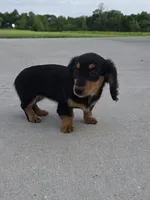 Lulu, a female Miniature Dachshund for sale in Vandalia, IL – 2 of 3