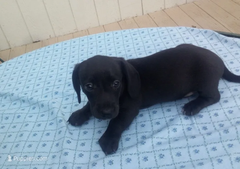 Hank – Miniature Dachshund puppy for sale in Vandalia, IL