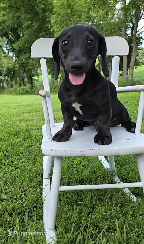 Remington  – Miniature Dachshund puppy for sale in Vandalia, IL
