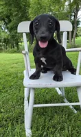 Remington , a male Miniature Dachshund for sale in Vandalia, IL – 1 of 3