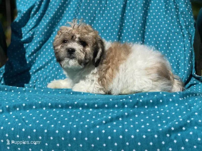 Tom – Bichon Frise puppy for sale in Vandalia, IL