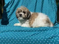 Tom, a male Bichon Frise for sale in Vandalia, IL – 1 of 2