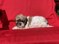 Lana, a female Bichon Frise for sale in Vandalia, IL – 2 of 2