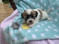 Pete, a male Bichon Frise and Shih Tzu for sale in Centralia, IL – Photo 2 of 3