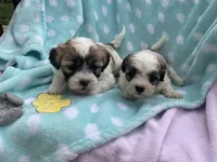 Pete, a male Bichon Frise and Shih Tzu for sale in Centralia, IL – Photo 3 of 3