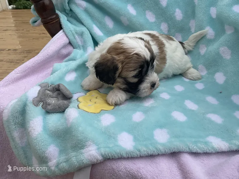 Pete – Bichon Frise, Shih Tzu puppy for sale in Centralia, IL